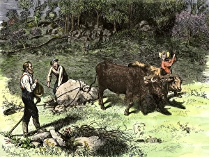Connecticut Prints: Spring farmers work to clear away stones with an ox team