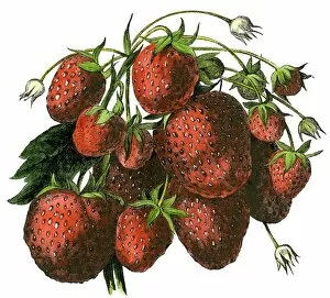 Native Plant Collection: Strawberries