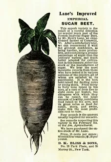 Botanical Gallery: Sugar beet