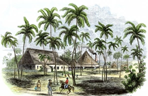 Sugar plantation in Cuba, 1850s