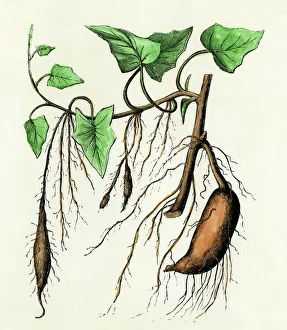 Food Prints: Sweet potato plant, a tropical vine with an edible tuberous root
