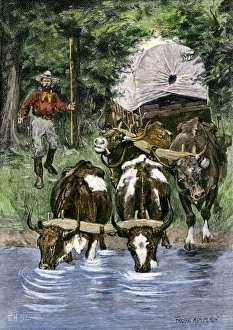 Pioneer Prints: Thirsty oxen finding water along a westward wagon trail