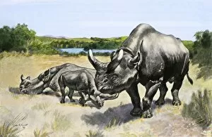 Extinct Animal Gallery: Titanothere, an extinct rhinocerus of North America
