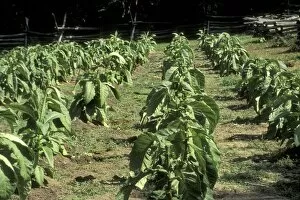 Farming:agriculture Collection: Tobacco grown in Colonial Williamsburg