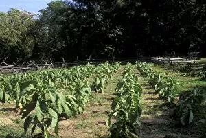 Field Collection: Tobacco grown in Colonial Williamsburg