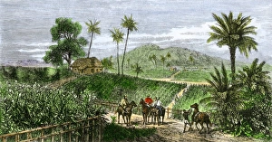 Tobacco plantation in Cuba, 1860s