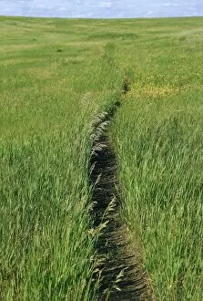 Grass Gallery: Trail in the grasslands of North Dakota