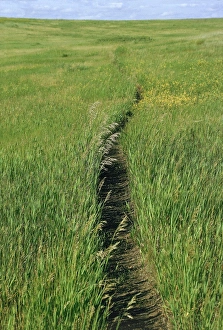 Grasslands Gallery: Trail in the grasslands of North Dakota