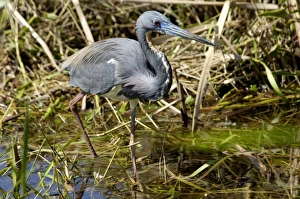 Animals:wildlife Gallery: Tricolored heron (Louisiana heron) in the Florida Everglades