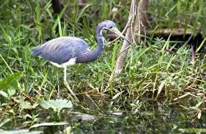 Wet Land Prints: Tricolored heron (Louisiana heron) in the Florida Everglades