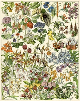 Tropical and exotic flowers