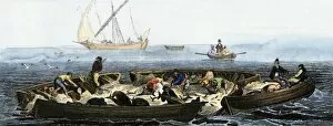 Fisheries Gallery: Tuna fishing using nets, 1800s