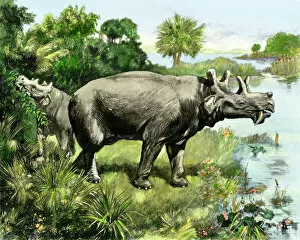 Rhinocerus Collection: Uintathere, an extinct rhinocerus of North America