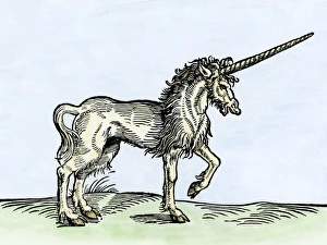 Horn Prints: Unicorn. Hand-colored woodcut reproduction from Gesners Historiae Animalium published in Zurich