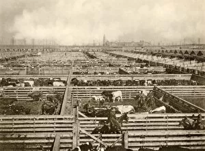 Cattle Collection: Union Stockyards, Chicago, 1890s
