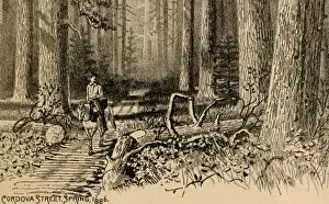 Forest Gallery: Vancouver Island corduroy road, 1800s