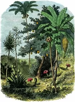 A view of the tropical New World