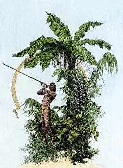 Forest Gallery: Weapon used by hunters of the Amazon