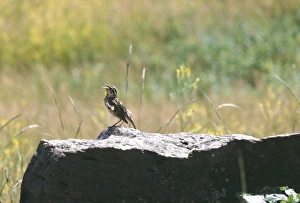 Grasslands Gallery: Western meadowlark