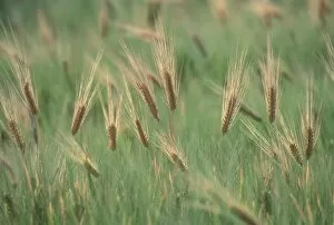 Staple Gallery: Wheat in a field