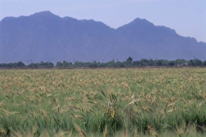 Mountain Gallery: Wheatfield in Arizona