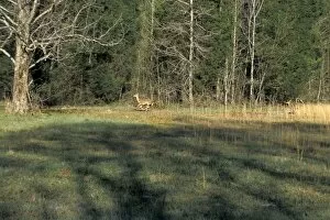 Mammal Gallery: White-tailed deer in Alabama