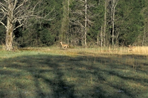 Scenery Gallery: White-tailed deer in Alabama