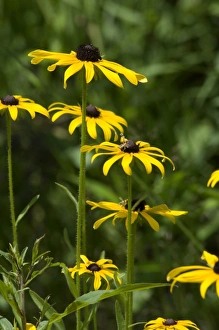 Plant Gallery: Wild black-eyed susans