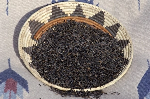Michigan Prints: Wild rice from the Great Lakes area