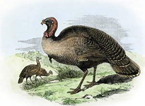 Native Animal Prints: The wild turkey of America