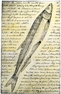 Louisiana Prints: William Clarks sketch of a trout in the Lewis and Clark expedition diary