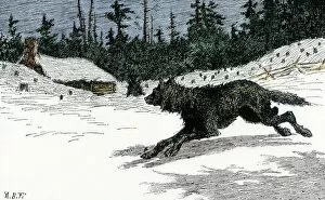 Pioneer Collection: Wolf near a snowy log cabin