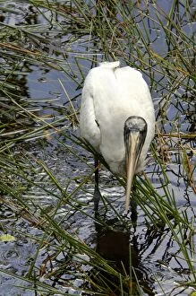 Wet Land Gallery: Wood stork, an endangered species, Florida Everglades