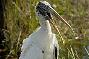 Wood stork, an endangered species, Florida Everglades