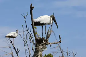 Wood stork, an endangered species, Florida Everglades