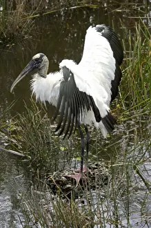 Wood stork, an endangered species, Florida Everglades