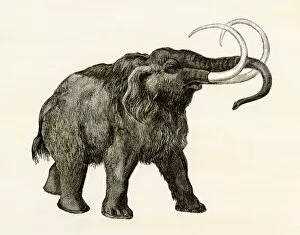 Natural History Gallery: Wooly mammoth