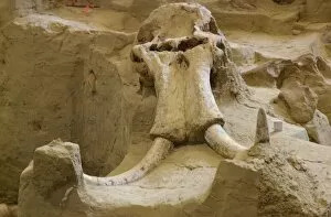 Extinct Gallery: Wooly mammoth fossil, South Dakota