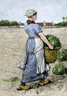 Dutch Prints: Young Dutch woman gathering cabbages in a basket