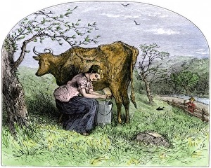 Young woman milking a cow in a pasture