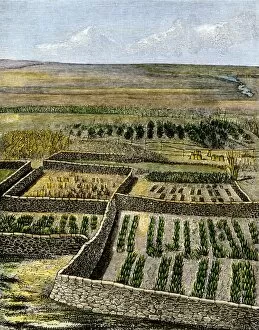 Vegetable Garden Gallery: Zuni dry-farming agriculture